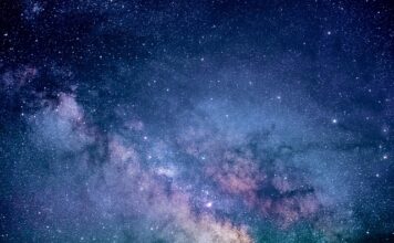 Ile kosztuje badanie krwi u weterynarza?