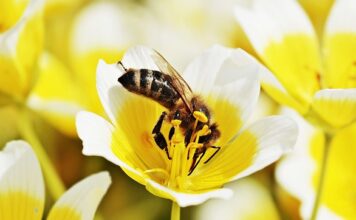 Jak długo trawi się jajecznica? Jak długo trawi się jajecznica?