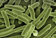 Jak zlikwidować bakterie?