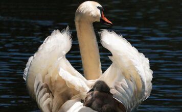 Czy trzeba kupować bazę do fotelika?